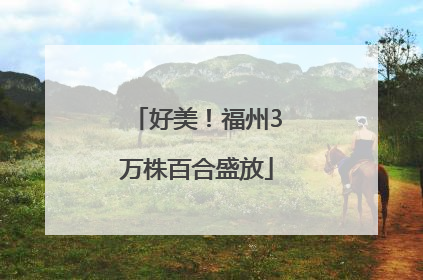 好美！福州3万株百合盛放